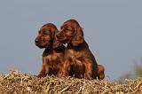 SETTER IRLANDAIS 112